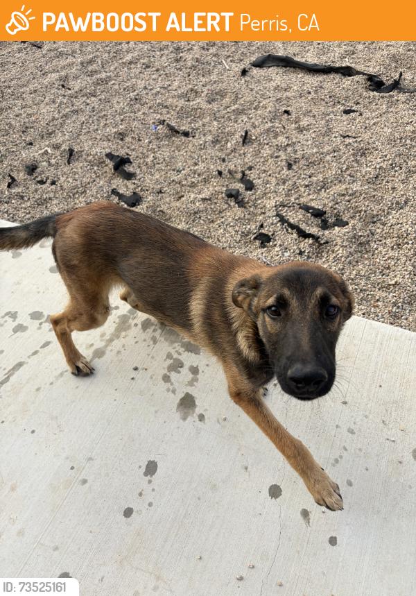 Found/Stray Male Dog last seen Highway 74, Perris, CA 92570
