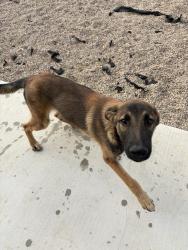 Found/Stray Male Dog last seen Highway 74, Perris, CA 92570