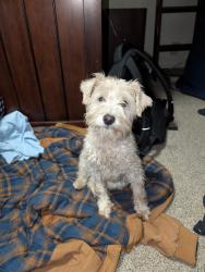 Reunited Male Dog last seen Geneva Road Orem, Orem, UT 84059