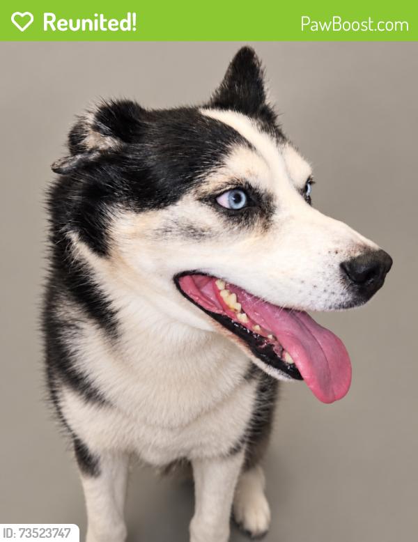 Reunited Male Dog last seen Behind Southside Baptist church, Sebring, FL 33870