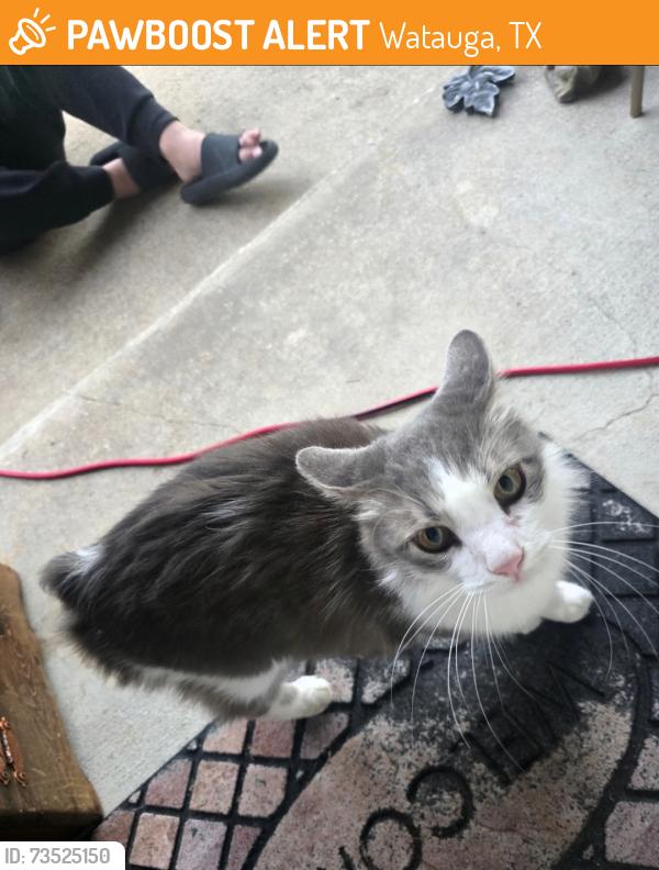 Found/Stray Unknown Cat last seen Constitution and Yorkston, Watauga, TX 76148