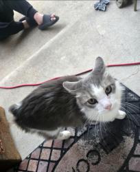 Found/Stray Unknown Cat last seen Constitution and Yorkston, Watauga, TX 76148