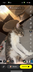 Reunited Female Cat last seen Mlk park, Indianapolis, IN 46202
