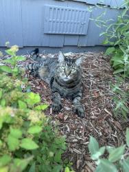 Reunited Male Cat last seen Wagon trail and Smoky Hill, Aurora, CO 80015