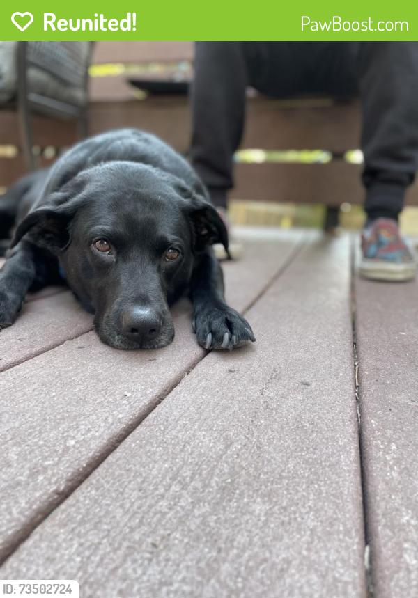 Reunited Male Dog last seen 23rd Ave & 27th St., Greeley, CO 80631