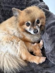 Reunited Female Dog last seen West Ox Road, Herndon, VA 20171