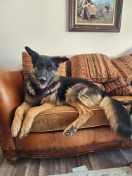 Reunited Male Dog last seen 7/11 and domino's on 4800 w and 3500 s, West Valley City, UT 84120