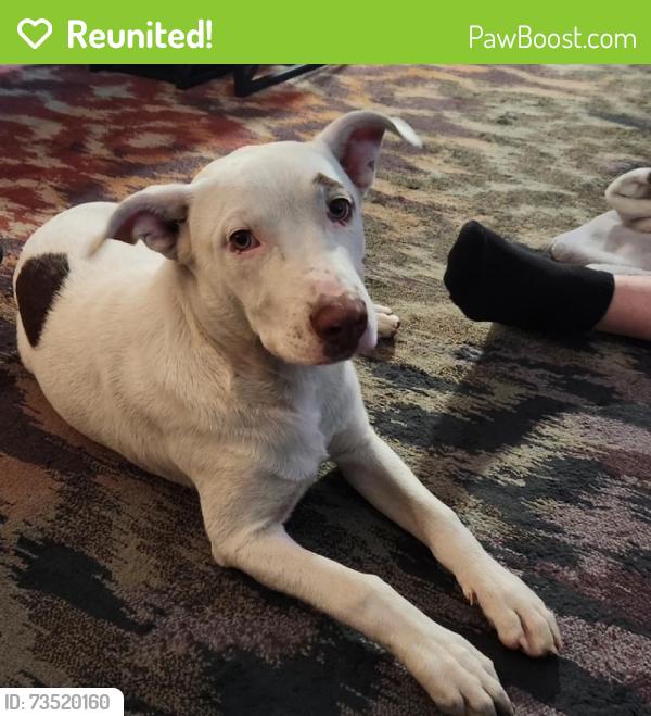 Reunited Male Dog last seen Mountain Grove Road and Riverview Drive, Crawford County, AR 72921
