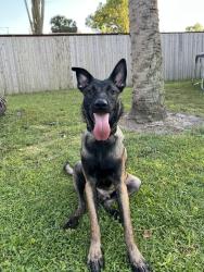Lost Male Dog last seen Near bavarina way, Apopka, FL 32712