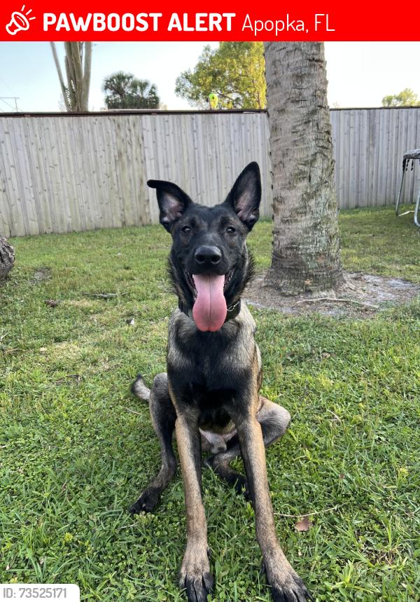 Lost Male Dog last seen Near bavarina way, Apopka, FL 32712