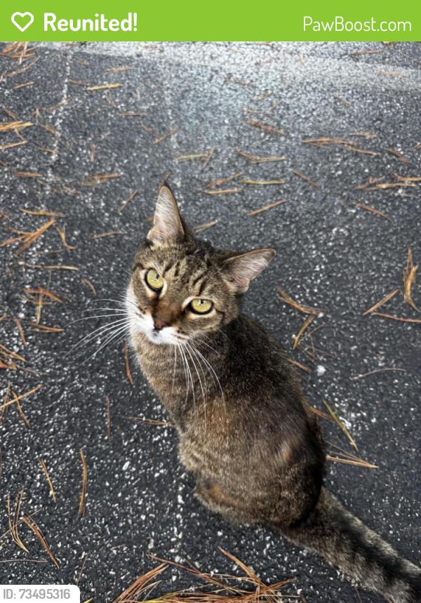 Reunited Unknown Cat last seen South Winslow Ridge, Bloomington, IN, Bloomington, IN 47401