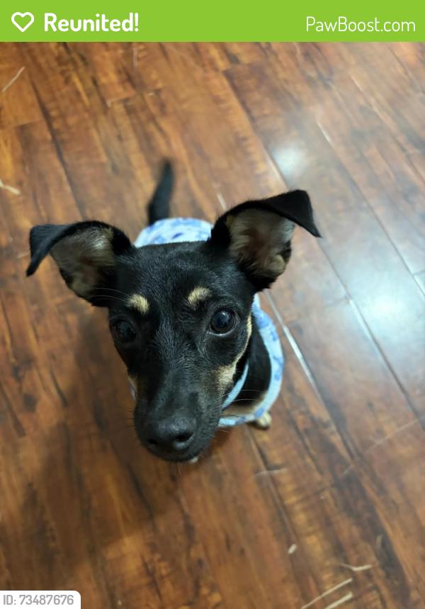Reunited Male Dog last seen southwell and southlea, Houston, TX 77033