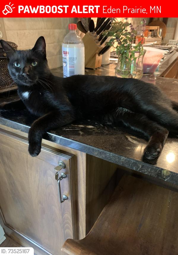 Lost Male Cat last seen Chatham Way and Claycross Road near hwy 62, Eden Prairie, MN 55346