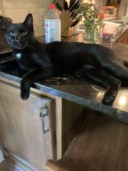Lost Male Cat last seen Chatham Way and Claycross Road near hwy 62, Eden Prairie, MN 55346