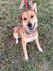 Reunited Male Dog last seen Tristin Ln & Posey, Waxahachie, TX 75167
