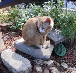 Found/Stray Unknown Cat last seen Blackwood, Arlington, TX 76013