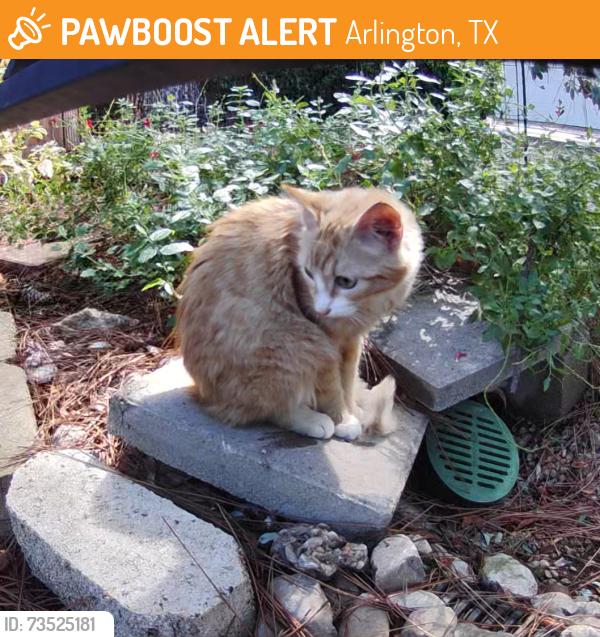 Found/Stray Unknown Cat last seen Blackwood, Arlington, TX 76013