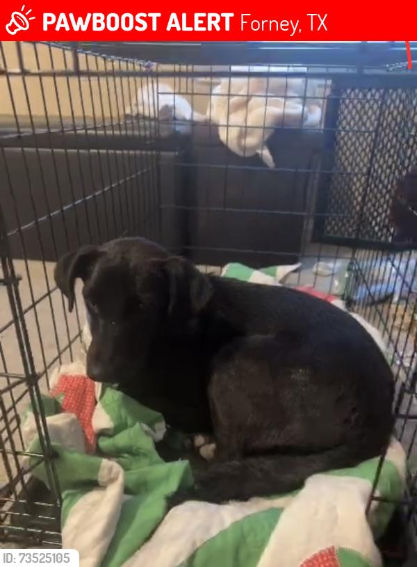 Lost Male Dog last seen Last seen longhorn st. Forney TX, Forney, TX 75126