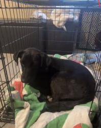 Lost Male Dog last seen Last seen longhorn st. Forney TX, Forney, TX 75126