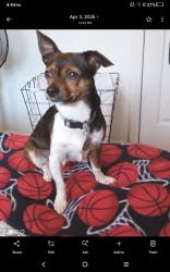 Reunited Male Dog last seen K Street, Lincoln, CA 95648