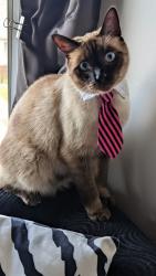 Lost Male Cat last seen Woodward and Clairmont, Detroit, MI 48202