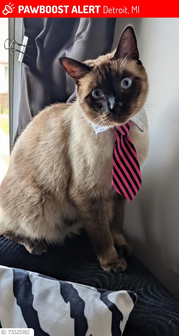 Lost Male Cat last seen Woodward and Clairmont, Detroit, MI 48202