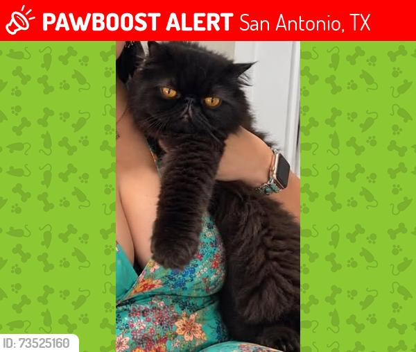 Lost Male Cat last seen Near Balfour Dr, San Antonio, TX 78239