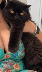 Lost Male Cat last seen Near Balfour Dr, San Antonio, TX 78239