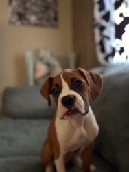 Lost Female Dog last seen Pine Street Candler Nc, Candler, NC 28715