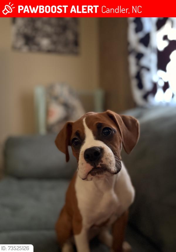 Lost Female Dog last seen Pine Street Candler Nc, Candler, NC 28715