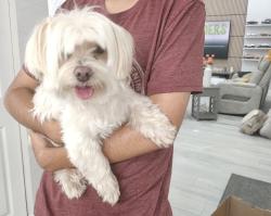 Found/Stray Female Dog last seen Near street sw 209 ave, Homestead, FL 33031