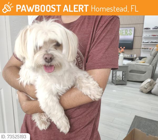 Found/Stray Female Dog last seen Near street sw 209 ave, Homestead, FL 33031