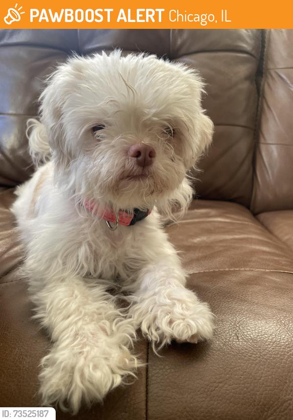 Found/Stray Female Dog last seen Corner of Moody and Berteau, Chicago, IL 60634
