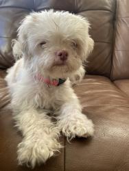 Found/Stray Female Dog last seen Corner of Moody and Berteau, Chicago, IL 60634