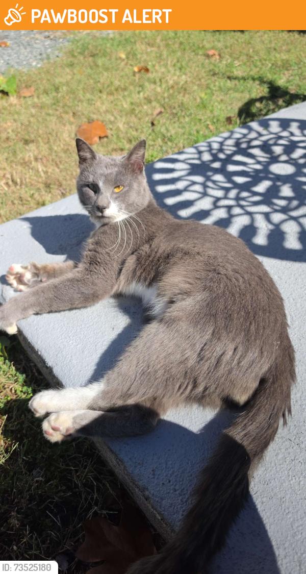 Found/Stray Male Cat last seen Simple Times RV Park, Alamance County, NC 27349