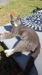 Found/Stray Male Cat last seen Simple Times RV Park, Alamance County, NC 27349