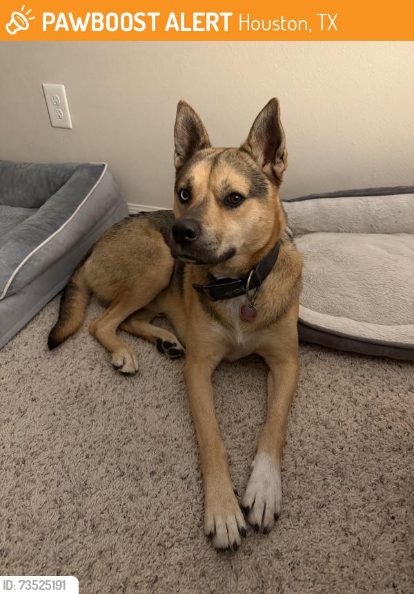Found/Stray Male Dog last seen 43rd and Bingle, Houston, TX 77092