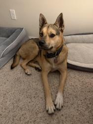 Found/Stray Male Dog last seen 43rd and Bingle, Houston, TX 77092