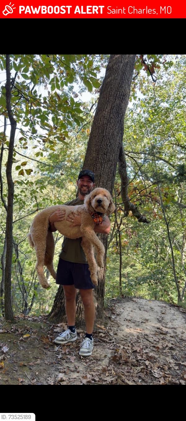 Lost Male Dog last seen Elmann rd and cave springs blvd, Saint Charles, MO 63301