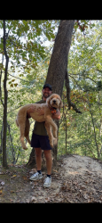 Lost Male Dog last seen Elmann rd and cave springs blvd, Saint Charles, MO 63301