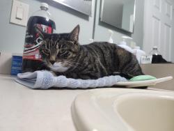 Reunited Unknown Cat last seen Donegal Dr & Washington st, Bethlehem, PA 18020