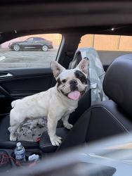 Found/Stray Male Dog last seen Scenic and coffee Rd, Modesto, CA 95355