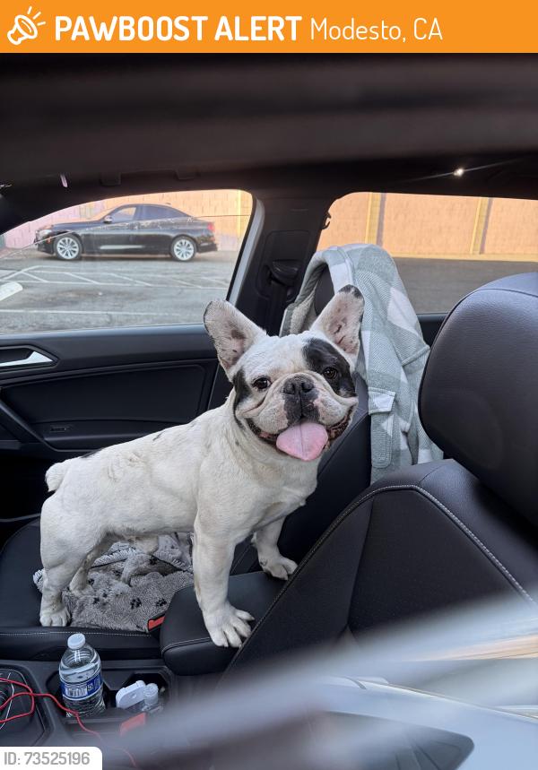 Found/Stray Male Dog last seen Scenic and coffee Rd, Modesto, CA 95355
