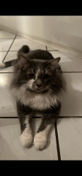 Lost Male Cat last seen Near shetland Ln by a blue hse near bold ruler, Riverside, CA 92509