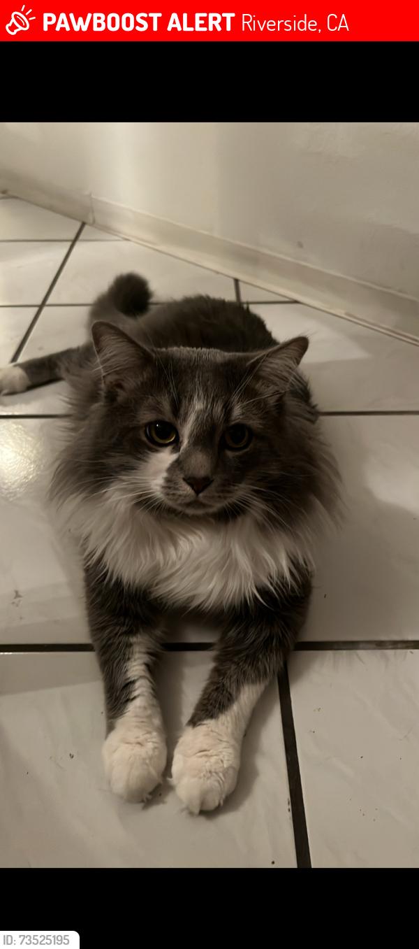 Lost Male Cat last seen Near shetland Ln by a blue hse near bold ruler, Riverside, CA 92509