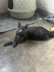 Lost Male Cat last seen LL Sam's Historic Lofts, Waco, TX 76706