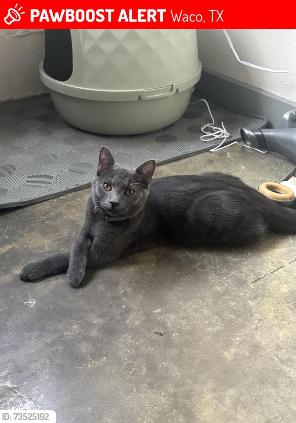 Lost Male Cat last seen LL Sam's Historic Lofts, Waco, TX 76706