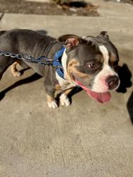 Reunited Male Dog last seen Inspiration, Mission, TX 78572