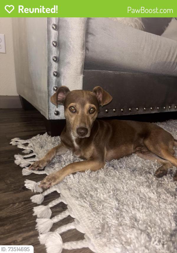 Reunited Male Dog last seen Near N Fwy frontage Rd, Fort Worth, TX 76111
