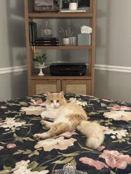 Lost Female Cat last seen Near Franz Park + Wilkinson Elementary, St. Louis, MO 63139